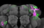 female/male neuroblast clone brain image
