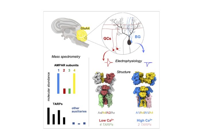 Schematic detailing the organisation of AMPA receptors in the cerebellum