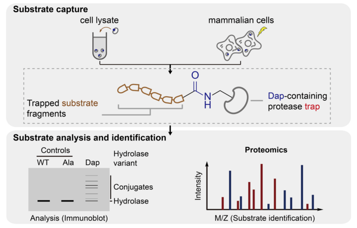Graphic showing new method whereby Dap covalently ‘traps’ substrate fragments in cell lysates and live mammalian cells