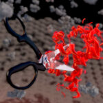 Trim-Away technology allows rapid destruction of cellular proteins