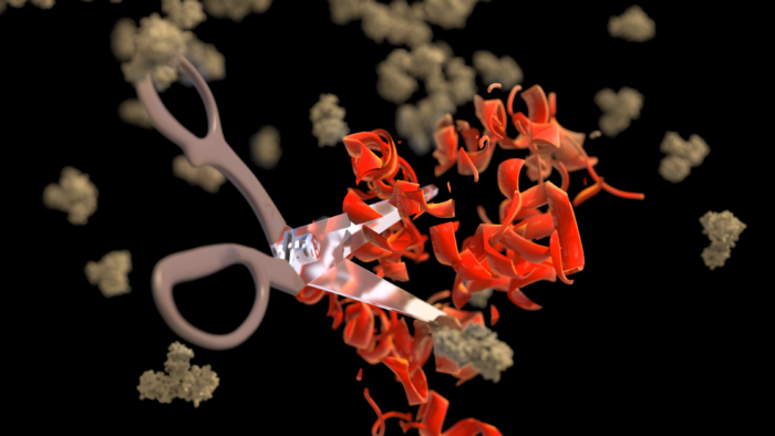 Trim-Away technology allows rapid destruction of cellular proteins – Trim-Away is represented as scissors cutting proteins