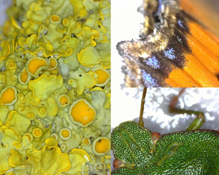 Images of a lichen, a butterfly wing and a green shield bug