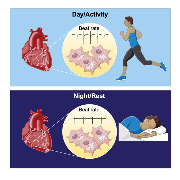 Graphic showing raised beat rate during physical activity during the day, and lower beat rate during rest in the night. Heart clocks regulate the daily variation in heart rate – Each heart cell has a clock that regulates the frequency of firing rate between day and night. This helps the heart to beat faster during the day and to sustain daily activities.