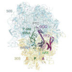 ArfA and RF2 bound to the bacterial ribosome