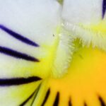 White, purple and yellow pansy image close up.