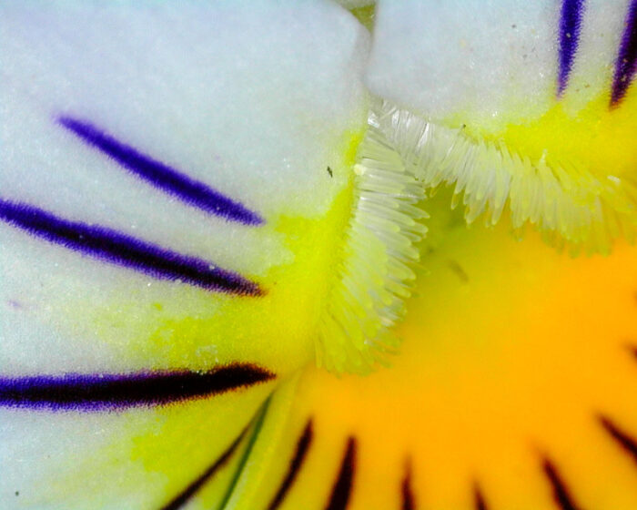 White, purple and yellow pansy image close up.