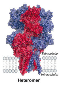 Structure GluA2/3 AMPA receptor heteromer full length view
