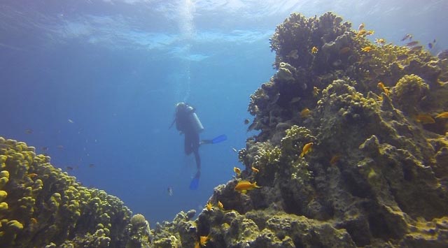 Diving Image