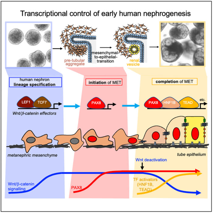 Proposed model of the transcriptional control of morphogenetic events during human renal MET: downstream of Wnt signaling PAX8 drives the key initial events of renal morphogenesis, the epithelial polarization through e.g. establishment of epithelial junctions. Wnt signaling needs to be transient and switched off to allow the completion of the MET and maintenance of the epithelial phenotype.