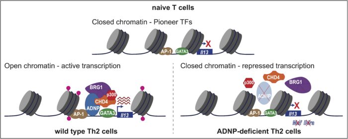 Schematic of proposed mechanism by which ADNP regulates Th2-specifying genes. Visual illustrates how in naïve T cells the type 2 genes are poised and only pioneer transcription factors can bind to the regulatory regions. During differentiation and activation, ADNP is recruited to the Il13 promoter resulting in histone acetylation and the chromatin opens, enabling gene transcription. In the absence of ADNP, the chromatin modifiers are not recruited, impairing histone acetylation and chromosome accessibility and resulting in abrogated gene transcription.