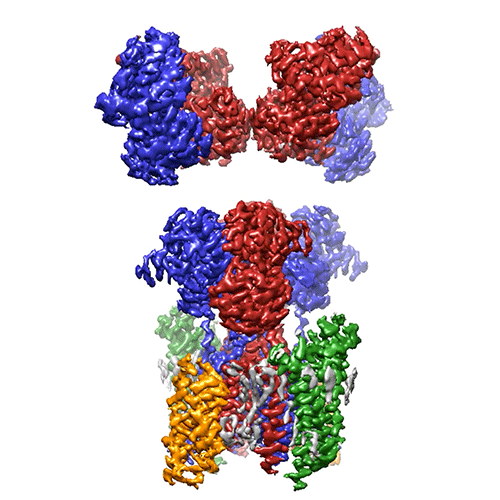 New Structures Show How Auxiliary Subunits Modulate Hippocampal Ampa 