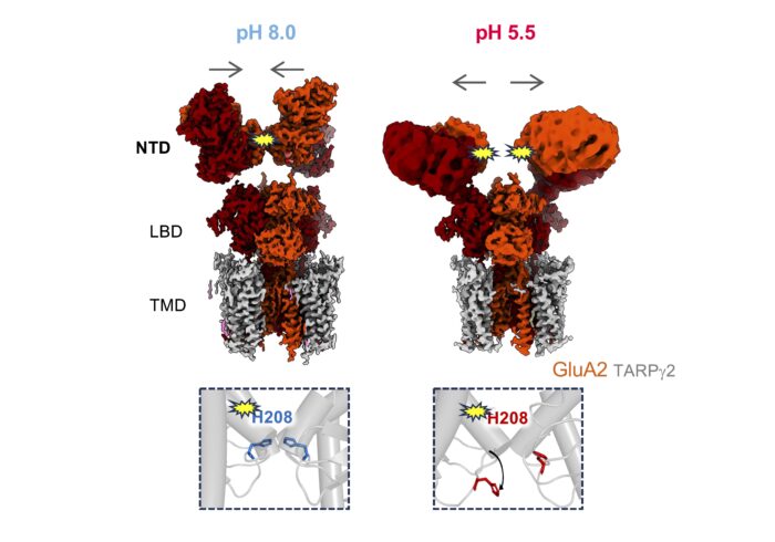 The structures of AMPARs at pH 8.0 and pH 5.5. At pH 8.0, the NTD tier of the structure is compact and upright, whilst at pH 5.5 it is splayed at open. Yellow is used to indicate the location of His208 embedded in between the NTD.