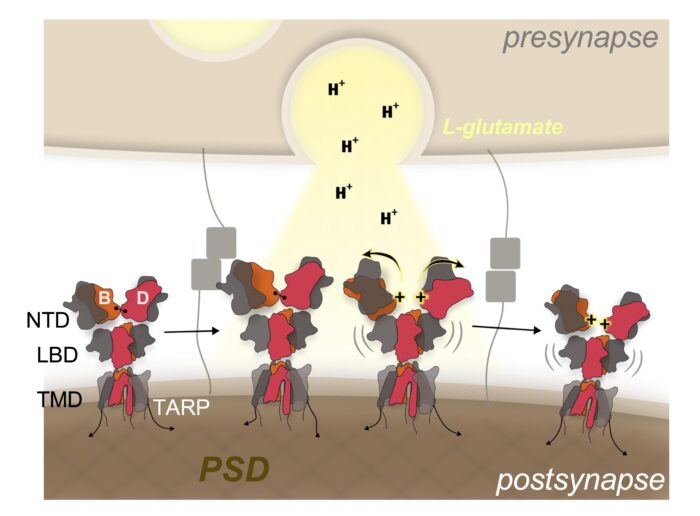 Protonation of the GluA2 BD NTD (red) interface following presynaptic vesicle release, results in splaying of the GluA2 NTD and subsequent diffusion of desensitised receptors away from the release site (right half) allowing renewal of the receptor population by resting/activatable receptors (left half).