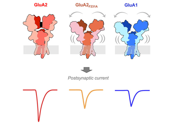 Enhanced mobility of the NTD dimers (GluA1 and GluA2 F231A mutant) may impact synaptic receptor anchoring, and thereby reduce the postsynaptic response to neurotransmitter. Black rectangle in wildtype GluA2 marks the tetrameric interface, absent or disrupted in the other two receptors.