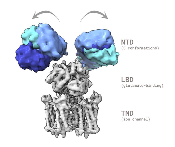Representative GluA1 NTD cryo-EM class averages in different shades of blue above the receptor’s LBD (ligand-binding domain) and TMD (transmembrane domain), illustrating GluA1 NTD dynamics.
