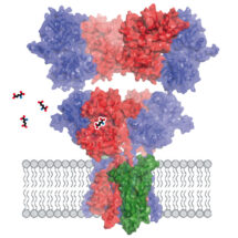 AMPA receptor with GluA1 (blue) and GluA2 (red) subunits and TARP &gamma;8 auxiliary subunit. Binding of the neurotransmitter glutamate will allow the pore to open and sodium ions to flow into the neuron