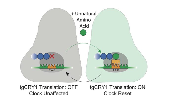 Amino acid with tgCRY1 translation off left the body clock unaffected. However, addition of an unnatural amino acid turned on the translation of this gene and reset the clock.