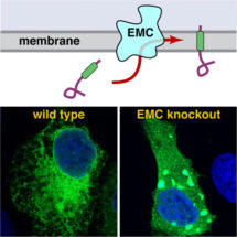 Squalene synthase, a membrane protein, becomes mislocalised when EMC does not function.