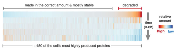 A heat map showing how ~450 individual newly made proteins (left to right) change over 8 hours (top to bottom). Most of the degraded proteins are subunits of the cell’s major protein complexes such as the ribosome, proteasome, or chaperonin.