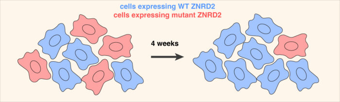 Graphic illustrating how cells expressing mutant ZNRD2, coloured red, are less abundant that cells expressing wild type ZNRD2, coloured blue, in a fitness competition assay. 