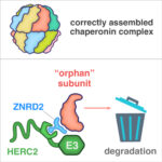 Graphic illustrating how chaperonin subunits that fail to assemble, either because they are orphan subunits or because assembly if incomplete, are routed for degradation by the ubiquitin ligase HERC2 and adapter ZNRD2.