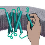 A membrane protein (teal) being assembled. The nascent protein is threaded into the membrane by a protein translocation channel (red). Within the membrane, the protein is helped in its assembly by the PAT complex (depicted as a hand temporarily holding part of the membrane protein).