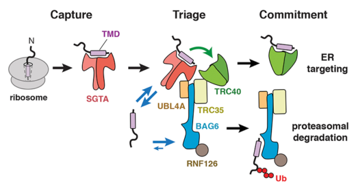 A schematic diagram of how a newly made membrane protein released from the ribosome is triaged by a set of chaperones (SGTA, TRC40, Bag6) and their co-factors.