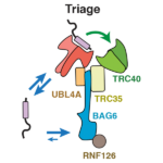 Diagram of triage during protein synthesis