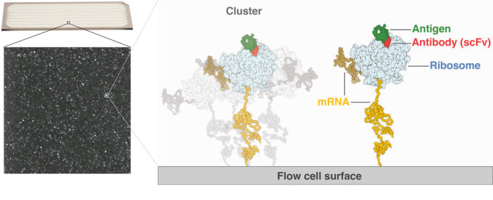 Graphic illustrating deep screening, showing microfluidic flow cell, zoom in to image of clusters of dots, zoom out to show that each cluster contains mRNA, ribosome, antibody and antigen attached to flow cell surface. 