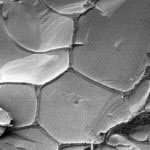 Liquid brine containing replicating RNA molecules is concentrated in the cracks between ice crystals, as seen with an electron microscope