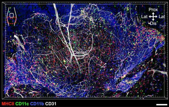 Whole mount imaging of synovial knee joint shows distribution of three types of macrophages   