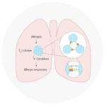 Image of a human lung showing the immune response to allergen, highlighting that αvβ3 integrin mediates the formation of TH2 cell clusters, which promotes inflammatory cytokine expression and allergic responses.