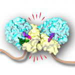 Structure of two collided ribosomes