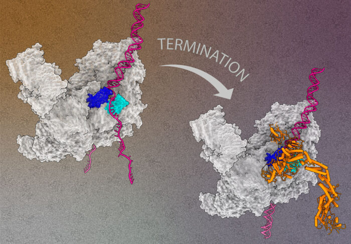 : Image of the replisome with bound ubiquitin ligase targeting the replisome for disassembly.