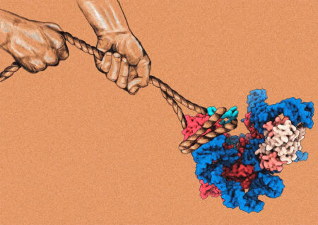 Cartoon-like image of two hands (representing TPP1 and POT1) pulling on a rope (representing DNA) to illustrate how these proteins assist telomeric DNA binding to telomerase (represented as a newly discovered cryo-EM structure). 