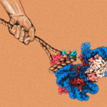Cartoon-like image of two hands (representing TPP1 and POT1) pulling on a rope (representing DNA) to illustrate how these proteins assist telomeric DNA binding to telomerase (represented as a newly discovered cryo-EM structure).