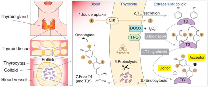 Mechanism of hormone formation in the thyroid from thyroglobulin