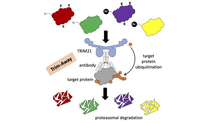 Graphic illustrating how Trim-Away degrades proteins by directly ubiquitinating them regardless of the presence of lysine residues or free N-termini
