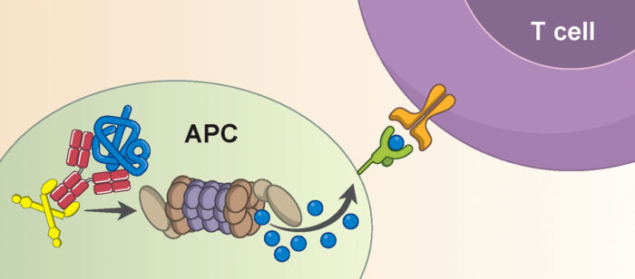 Cytosolic antibody receptor and ubiquitin ligase TRIM21