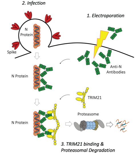 A diagram representing how intracellular delivery of anti-N antibodies neutralizes infection. Anti-N antibodies are electroporated into a cell that is subsequently infected with SARS-CoV-2. Detection of nucleoprotein by the antibodies activates TRIM21 and leads to proteasomal degradation of the virus protein. The amount of virus present can then be measured to quantify the activity of the antibodies.