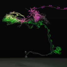 A synaptic-resolution electron microscopy reconstruction of the circuit integrating instinctive (green) and learned (magenta) signals in the same neurons
