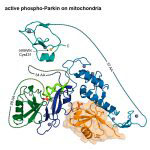 The structure of activated phospho-Parkin bound to phospho-ubiquitin