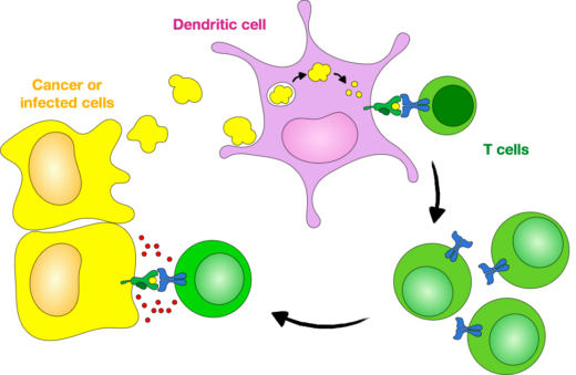 Figure 1. Antigen cross-presentation and initiation of cytotoxic immune responses by dendritic cells.