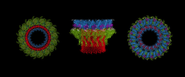 Multi-coloured 3-D rendering of perforin-2 protein