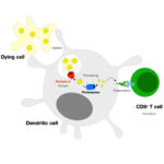 Perforin-2 promotes antigen escape in cross-presenting dendritic cells.
