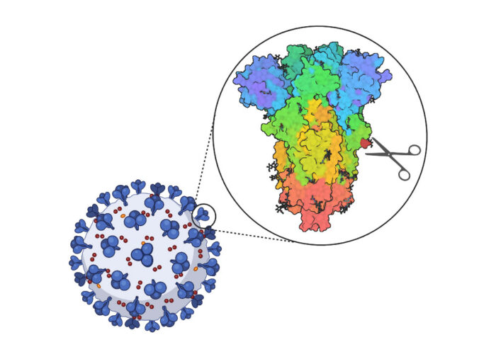 SARS-CoV-2 viral particle with Spike surface protein cleaved and activated by host cellular proteases