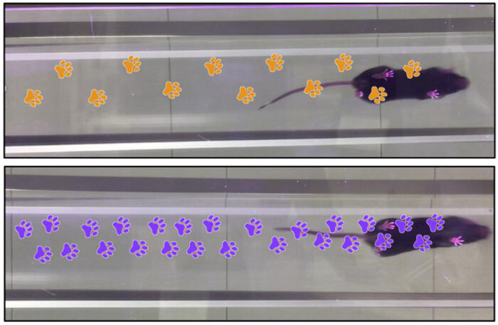 Image from underneath mice on the MouseWalker, highlighting their footsteps. At the top, a mouse given treatment with RING-Bait has longer, surer steps highlighted in orange. Below, a mouse given a placebo, has many more steps, closer together, highlighted in purple.