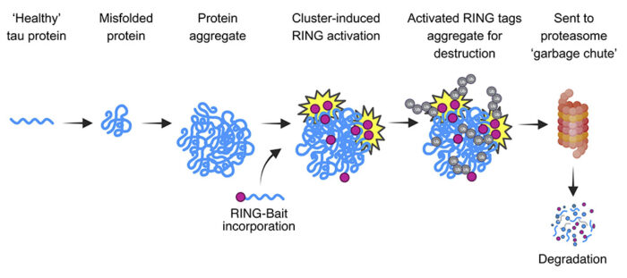 Infographic illustrating how RING-bait tags aggregated tau for destruction