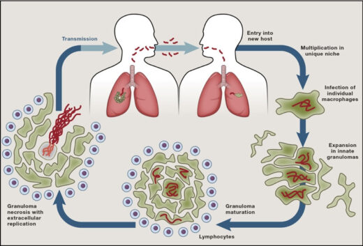 M. tuberculosis life-cycle fig