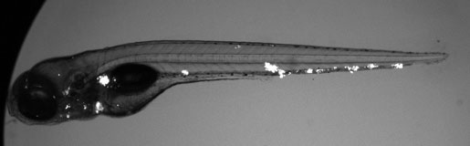 Zebrafish larva image